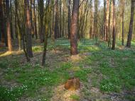 Гайове з panoramio.com