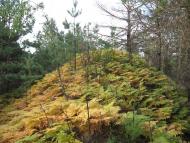 Лісобуда з panoramio.com