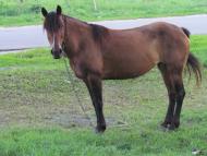 Гоголів з panoramio.com