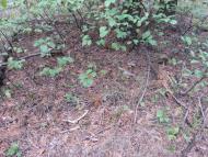 Нижні Яреськи з panoramio.com