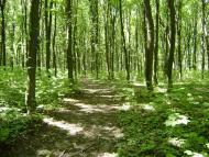 Великі Зозулинці з panoramio.com