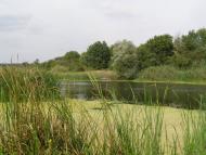 Криничне з panoramio.com