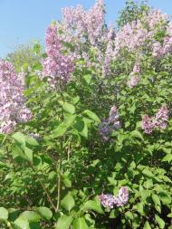 Забужжя з panoramio.com