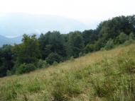 Кострина з panoramio.com