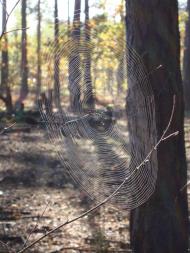 Діброво-Ленінське з panoramio.com