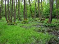 Котів з panoramio.com