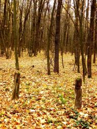 Кобиляки з panoramio.com