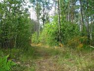 Лісобуда з panoramio.com