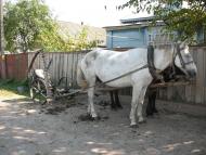 Обмачів з panoramio.com