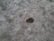 Добрянка з panoramio.com