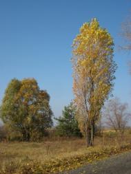 Устинкова Гребля з panoramio.com