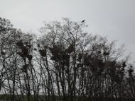 Красноармійське з panoramio.com