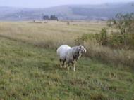 Дяківці з panoramio.com