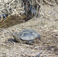 Ананьїв з panoramio.com