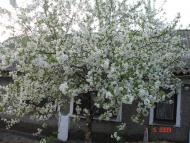 Сербинівка з panoramio.com