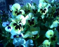 Старі Богородчани з panoramio.com