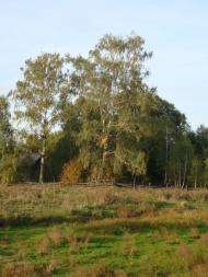 Травневе з panoramio.com