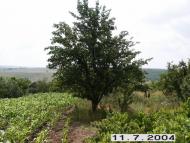 Нова Шибка з panoramio.com
