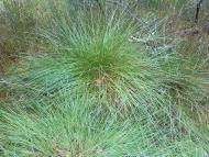 Глухів з panoramio.com