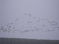 Булахівка з panoramio.com