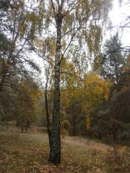 Лука з panoramio.com