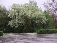 Булахівка з panoramio.com