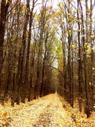 Кобиляки з panoramio.com