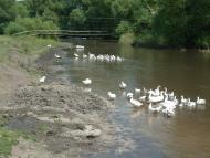 Бенева - Последние фото