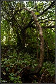 Великі Сади з panoramio.com