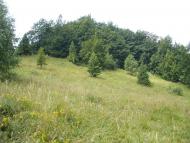 Кострина з panoramio.com