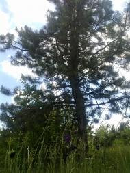 Червонознам'янка з panoramio.com