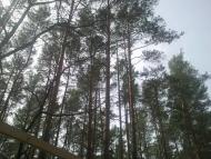 Котів з panoramio.com