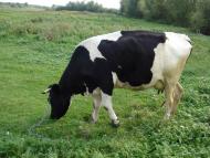 Бенева - Последние фото