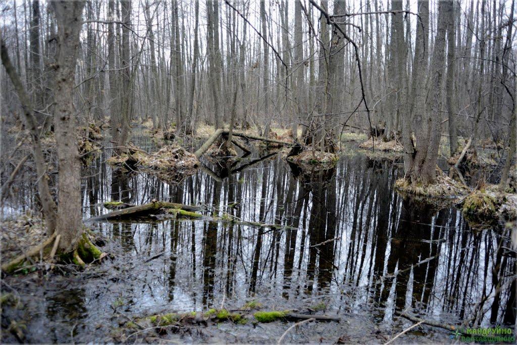 Терентіївка з panoramio.com - Терентиевка