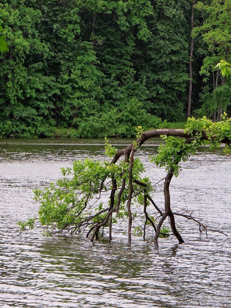 Сокиринці з panoramio.com - Сокиринці