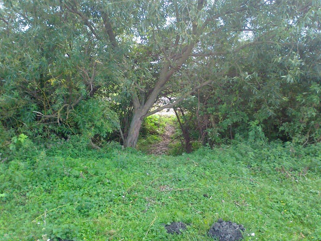 Сатиїв з panoramio.com - Сатыев