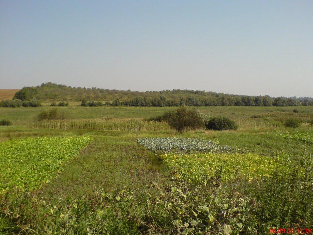 Лепесівка з panoramio.com - Лепесівка