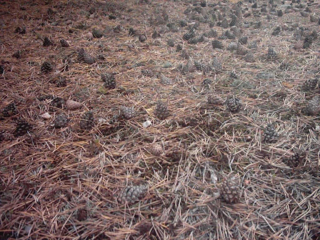 Лисняки з panoramio.com - Лисняки