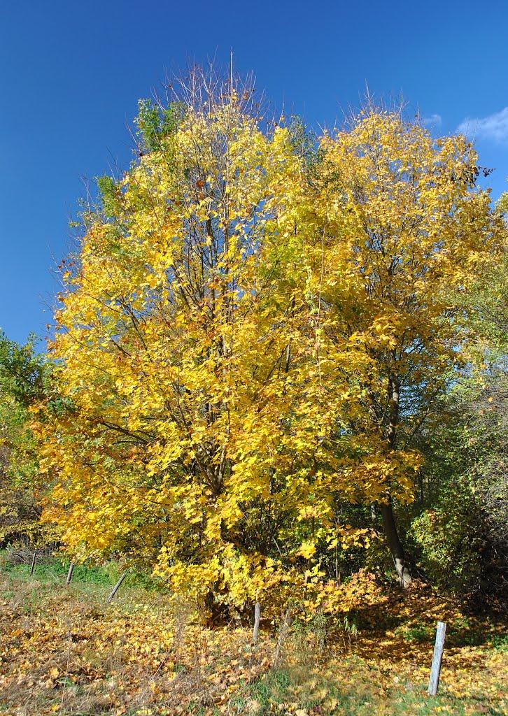 Буки з panoramio.com - Буки
