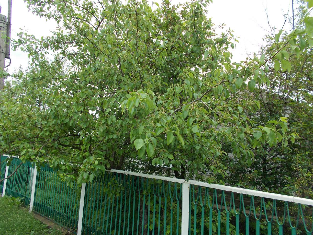 Мої фото - Бурилове