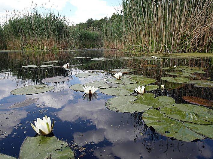 Красна Лука з panoramio.com - Красная Лука