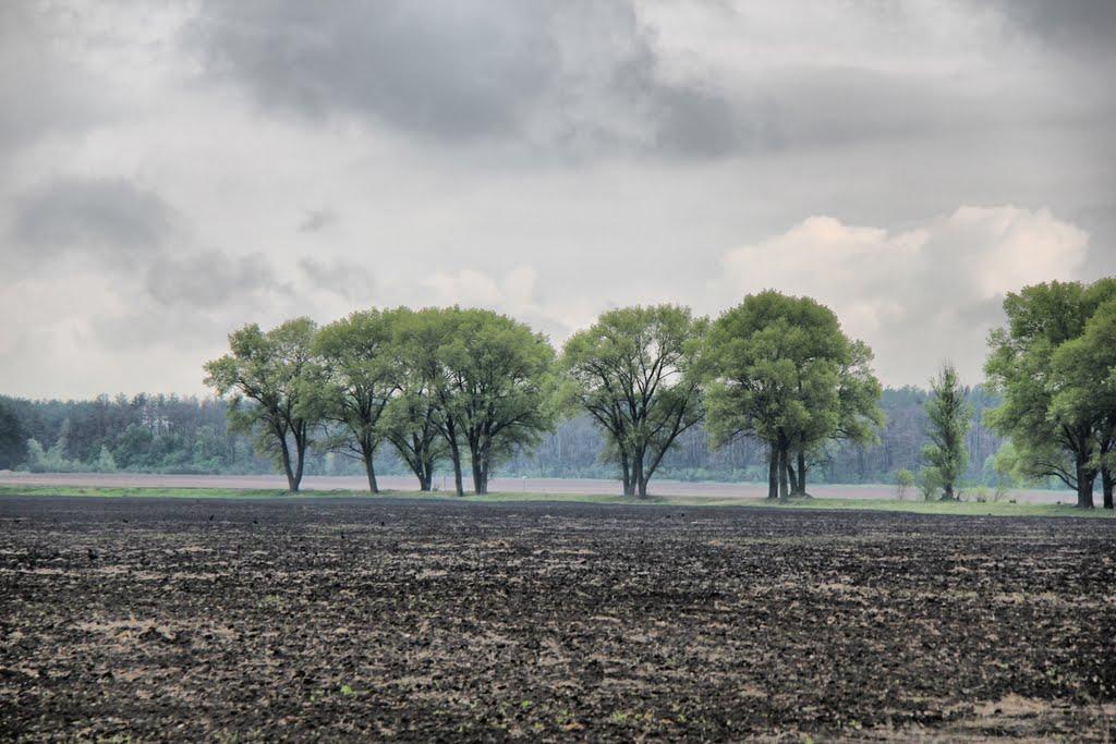 Волошинівка з panoramio.com - Волошиновка