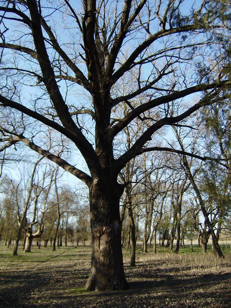 Цвітуще з panoramio.com - Цветущее