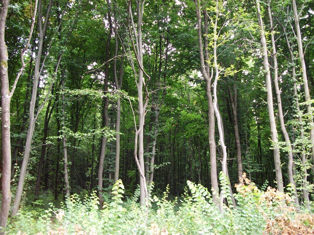 Юр'ямпіль з panoramio.com - Юр'ямпіль