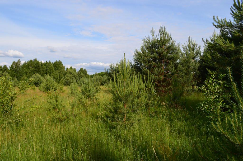 Мильці з panoramio.com - Мильці