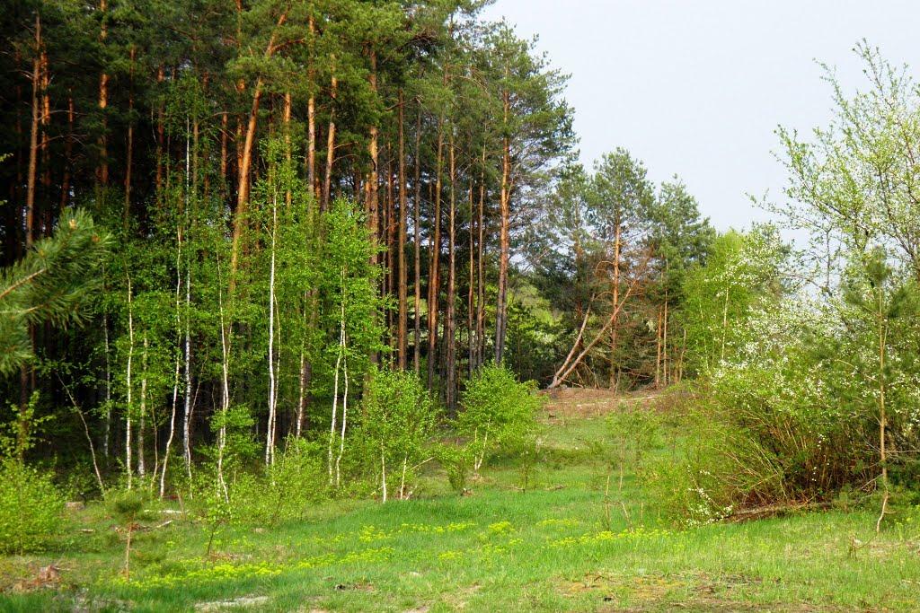 Маневичі з panoramio.com - Маневичи