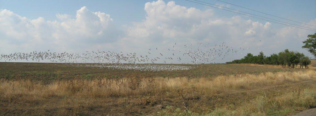 Глибоке з panoramio.com - Глибоке