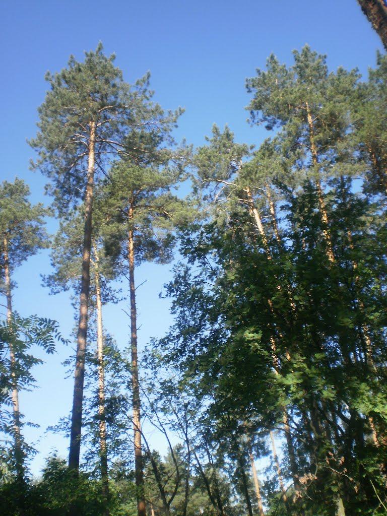 Глухів з panoramio.com - Глухов