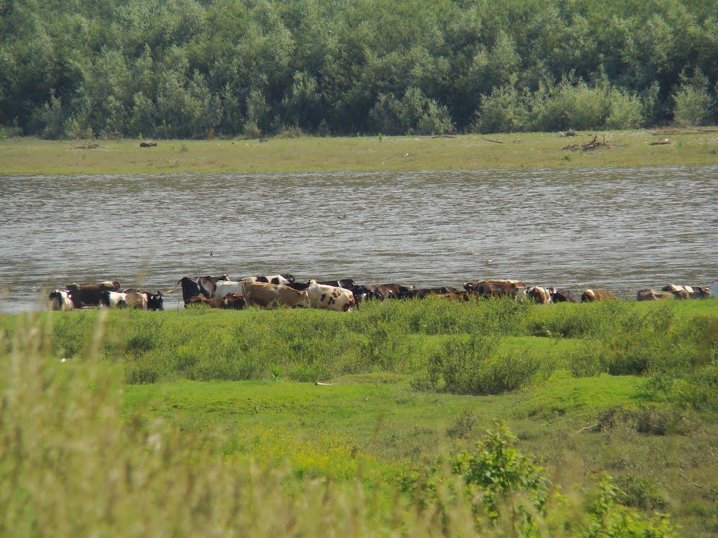 Устя-Зелене з panoramio.com - Устя-Зелене