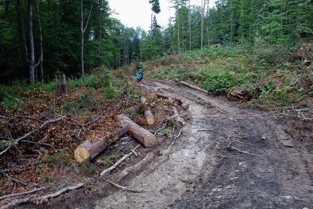 Усть-Чорна з panoramio.com - Усть-Чорна
